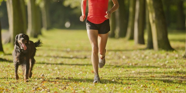 Человек гуляет с собакой