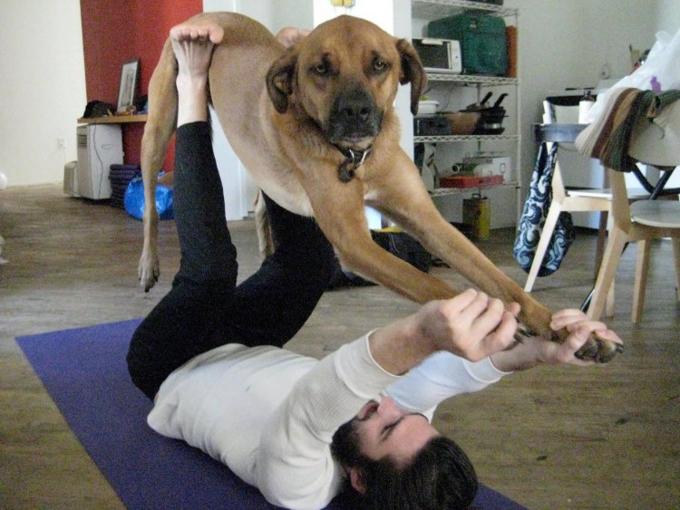 Собака йога