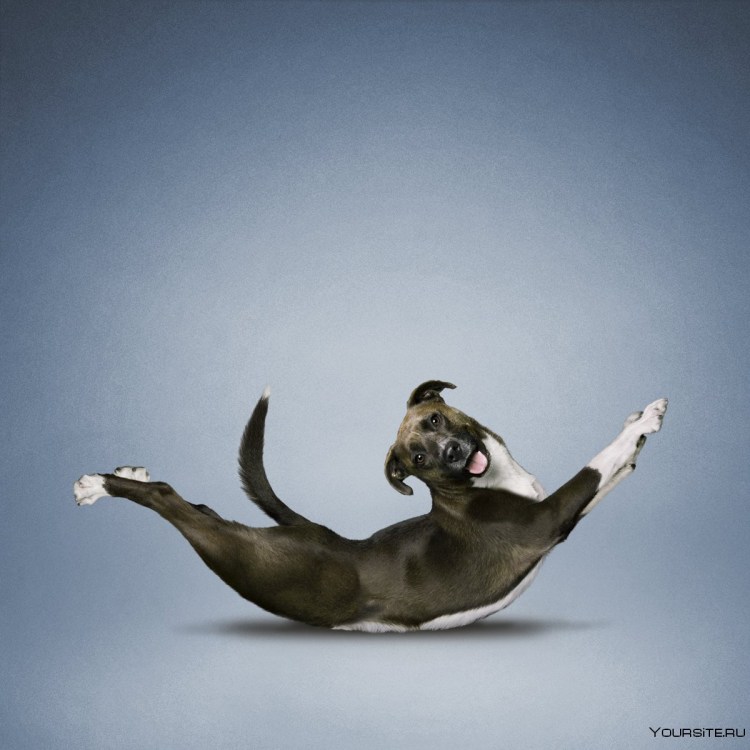 Животные занимаются йогой