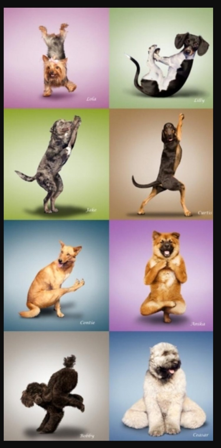 Милые животные в позах йоги