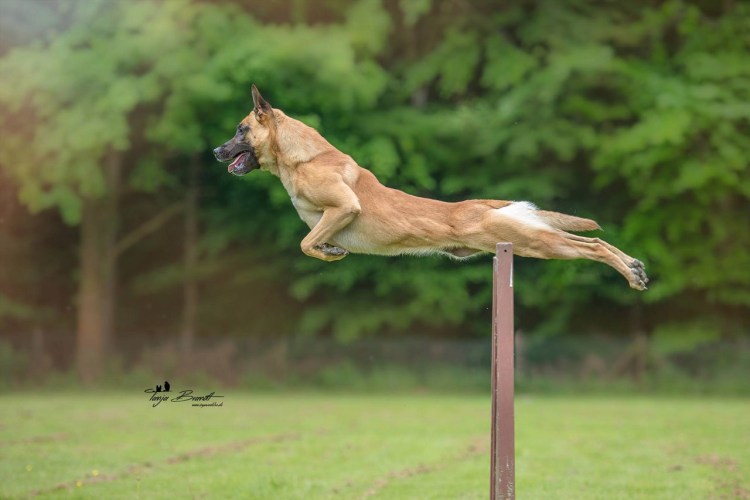 Животные бегут