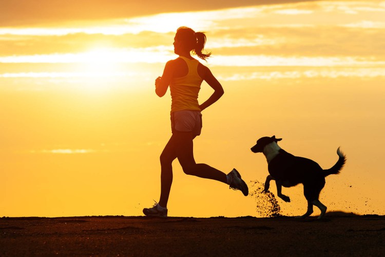 Собака спортсмен