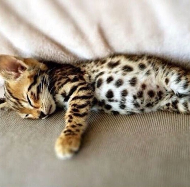 Бенгальская кошка