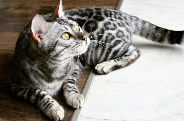 Кошка породы бенгал