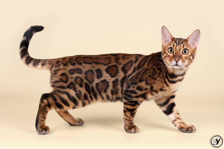 Бенгальская Саванна кошка