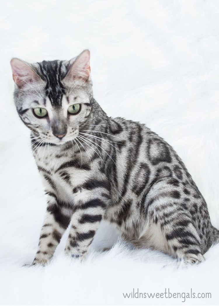 Бенгальская кошка котенок