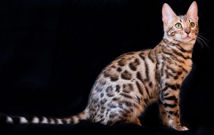 Бенгальский кот