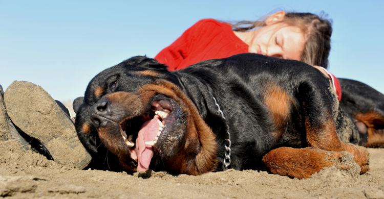 Амстафф и ротвейлер