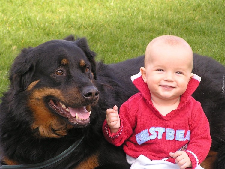 Младенец и ротвейлер
