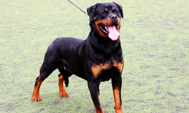 Ротвейлер милашка