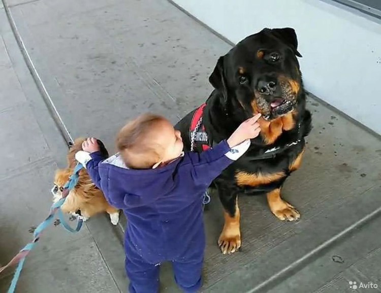 Ротвейлер и дети