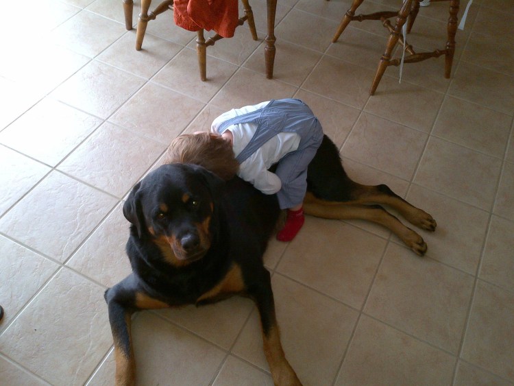 Ротвейлер нянька