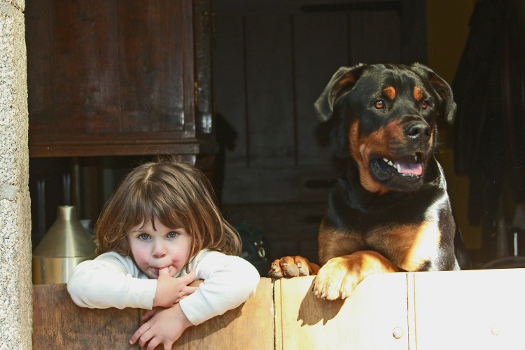 Ротвейлер нянька