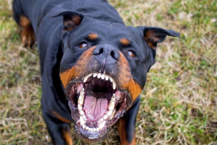 Ротвейлер большой с человеком