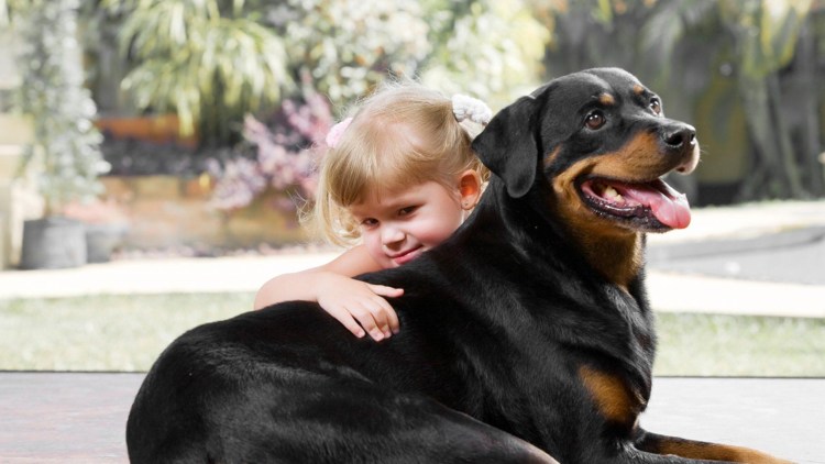 Ротвейлер малыш