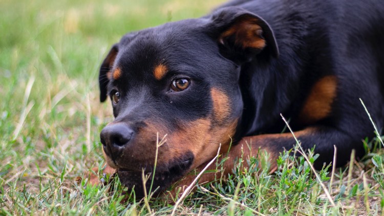Девочка рядом с ротвейлером