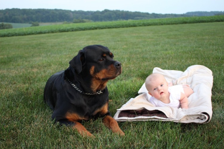 Ротвейлер нянька