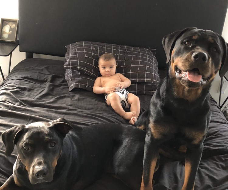 Ротвейлер охранник