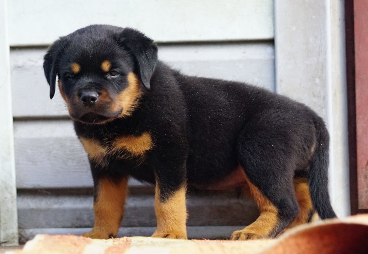 Ротвейлер рядом с человеком