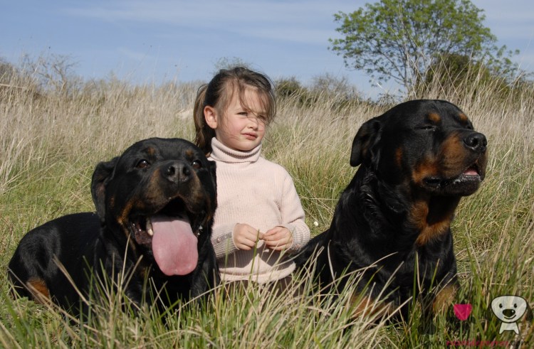 Ротвейлер любит детей