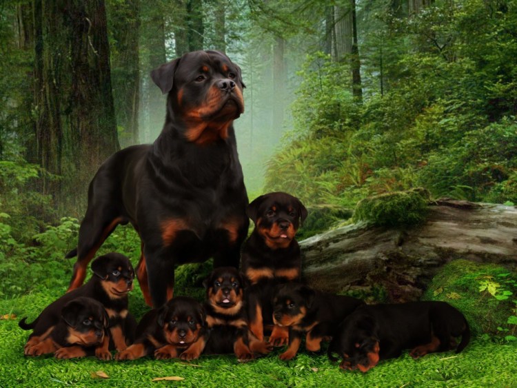 Собаки Доберман и ротвейлер