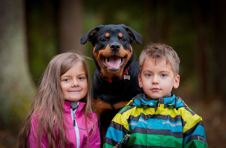 Мальчик и ротвейлер картинки