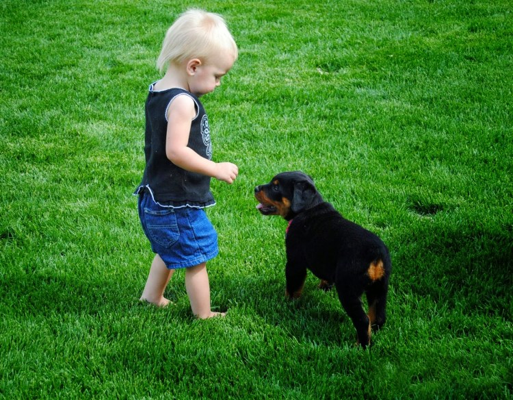 Ротвейлер и дети