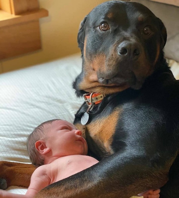 Милая собака большая