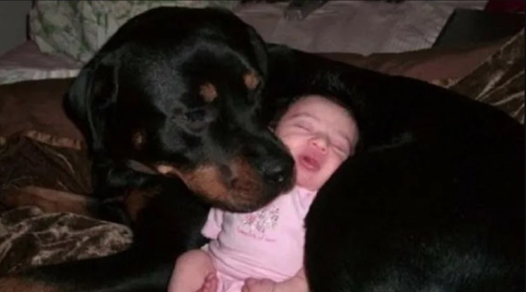 Ротвейлер малыш