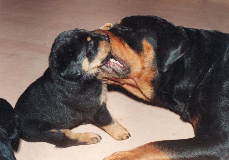 Девушка с собакой