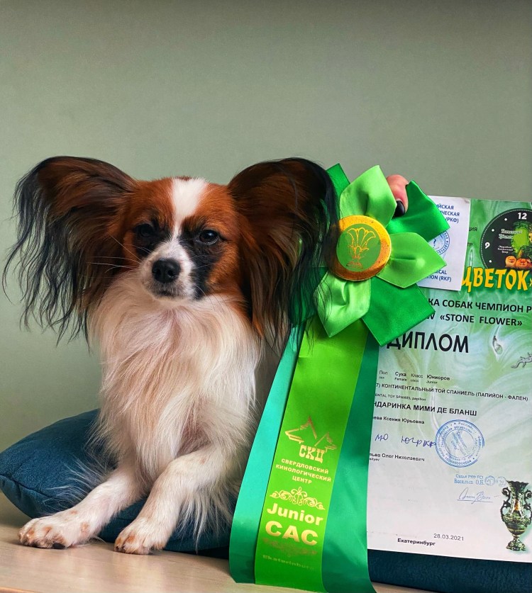 Шампунь БИОВАКС Д/собак охотничьих 355 мл