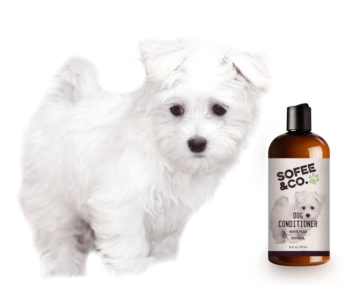 Папильон собака груминг