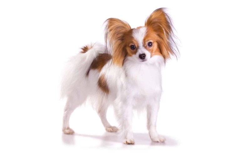 Шампунь Lony Bio для собак