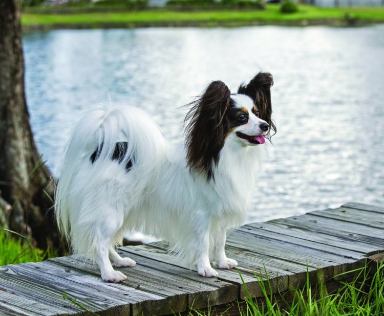 Шампунь Pet head Furtastic