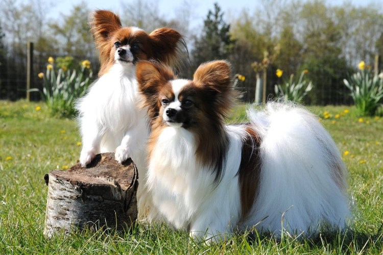 Шампунь Bio-Groom super White для собак белого и светлых окрасов 946 мл