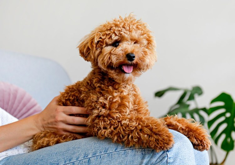 Порода той пудель