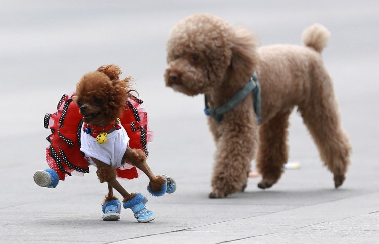 Злой пудель