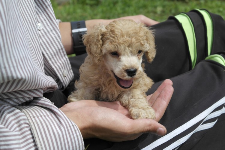 Супер карликовый пудель