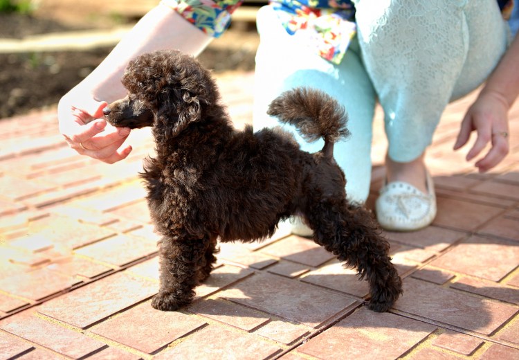 Пудель карликовый золотистый