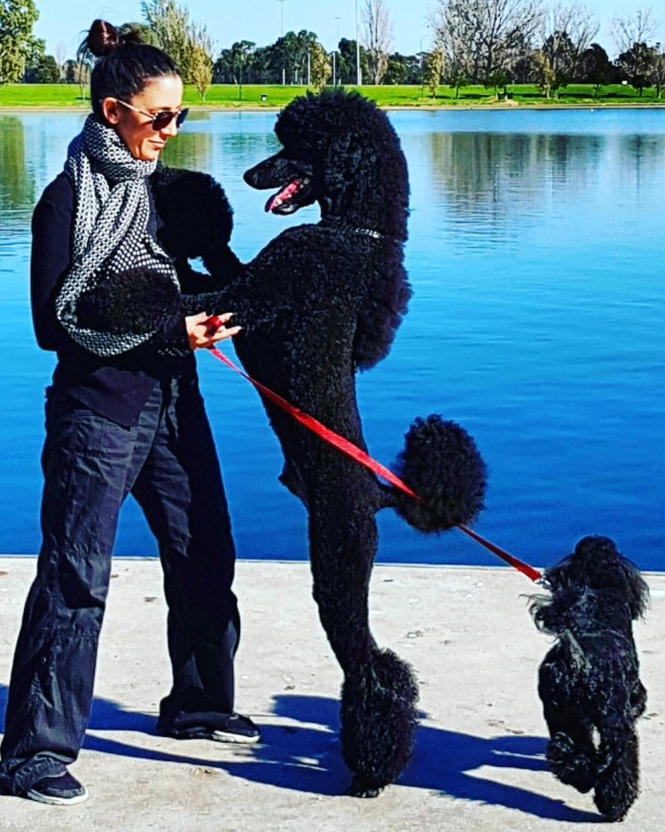 Королевский пудель