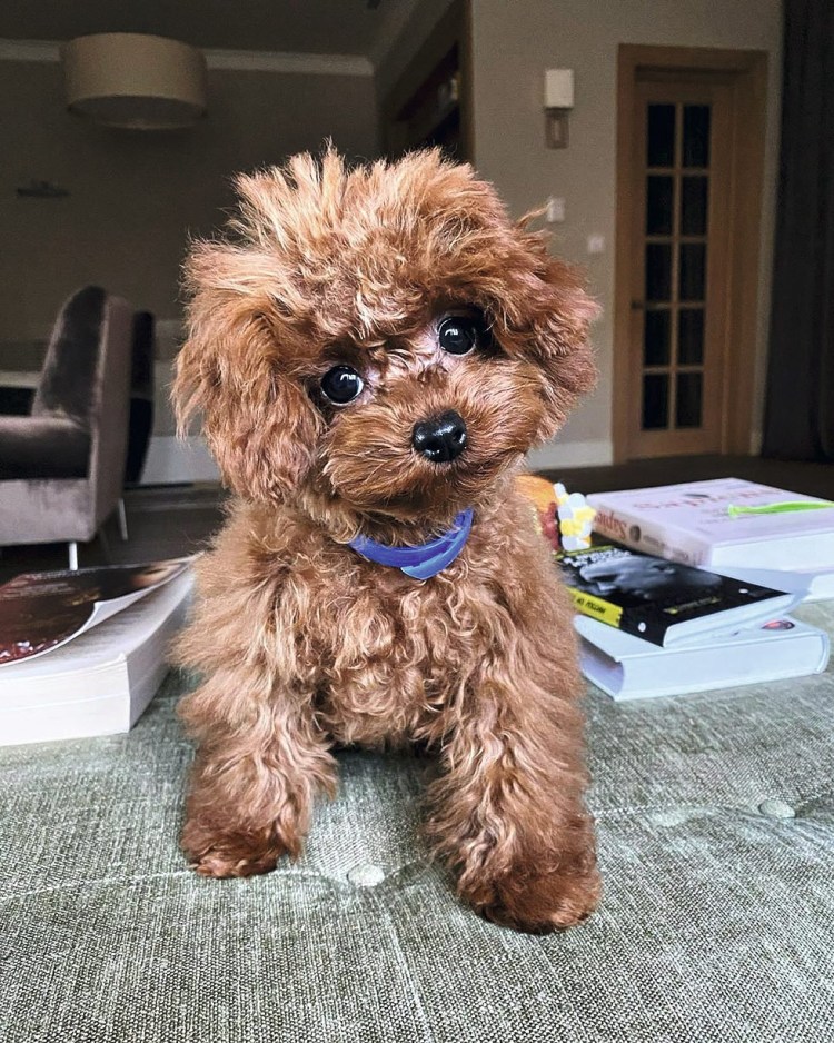 Сонный пудель