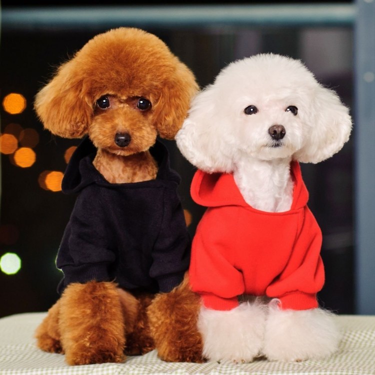 Таиландский пудель