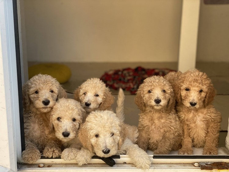 Карликовый пудель рост и вес