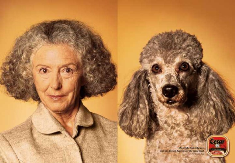 Пудель мальчик