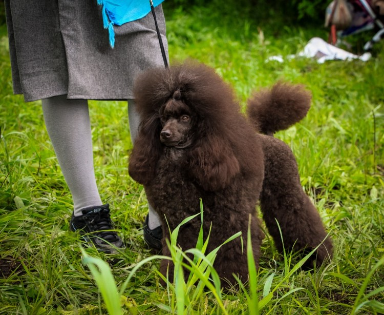 Метис пуделя