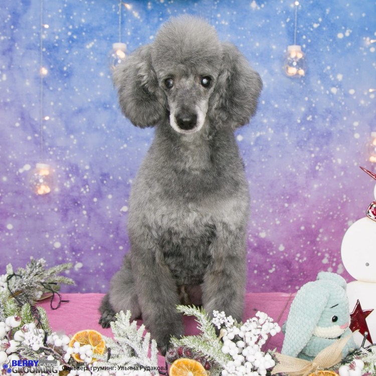 Дрессировка щенка