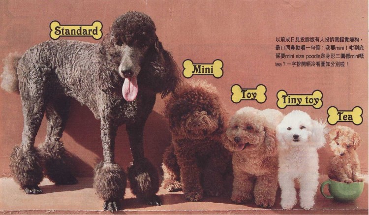 Пудель Бишон фризе