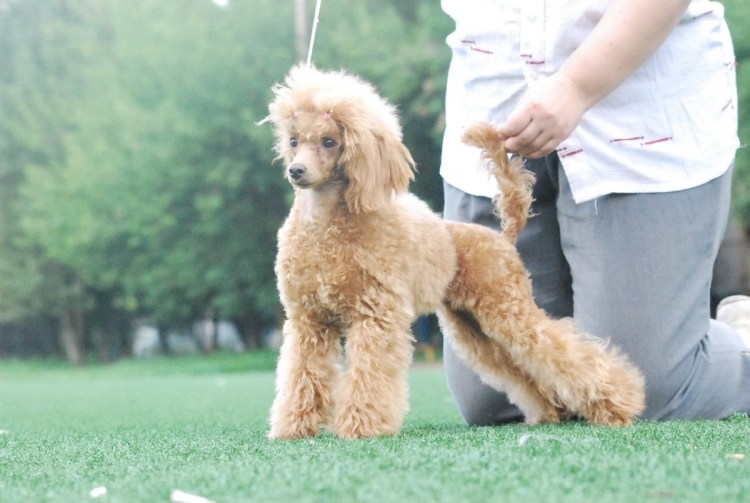 Карликовый пудель Тикап