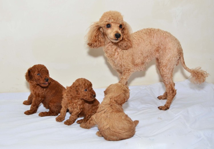 Малый и карликовый пудель стандарт породы вес