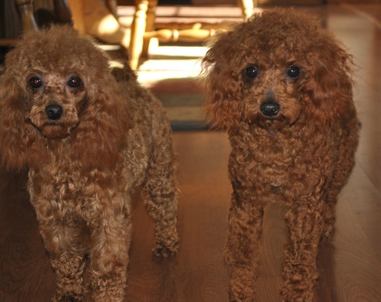 Лохматый Королевский пудель